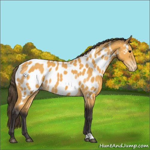 Horse Color:Buckskin Appaloosa 