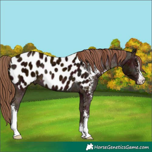 Horse Color:Midnight Chestnut Sabino Appaloosa Rabicano 