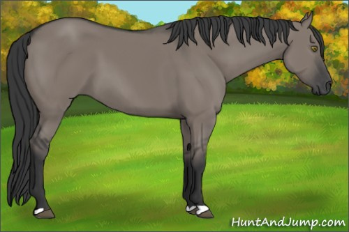 Horse Color:Grullo