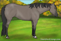 Horse Color:Grullo 