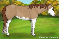 Horse Color:Red Dun Splash Brindle