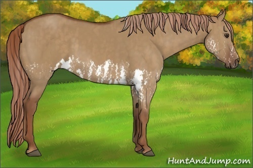 Horse Color:Red Dun Splash  Brindle
