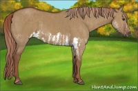 Horse Color:Red Dun Splash Brindle