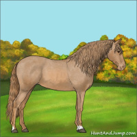 Horse Color:Chestnut Appaloosa 