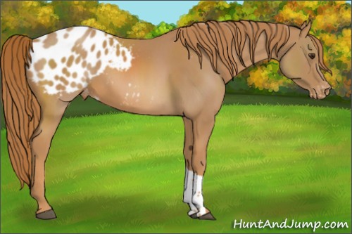 Horse Color:Chestnut Blanket