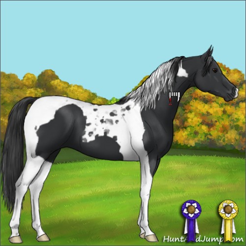 Horse Color:Black Tobiano 