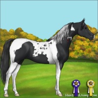 Horse Color:Black Tobiano 