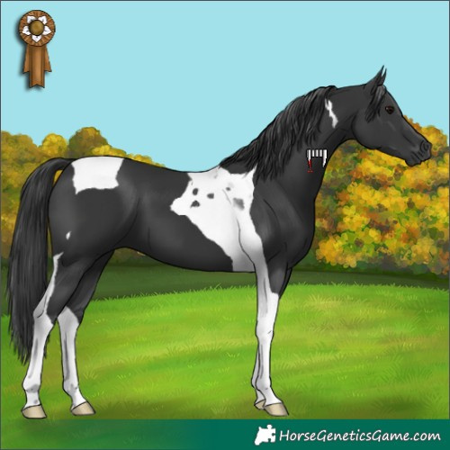 Horse Color:Black Tobiano