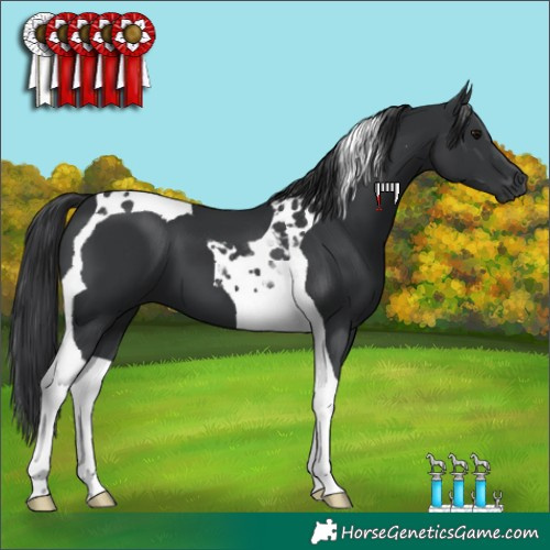 Horse Color:Black Tobiano 