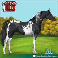Horse Color:Black Tobiano 