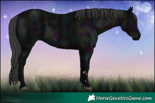 Horse Color:Midnight Black 