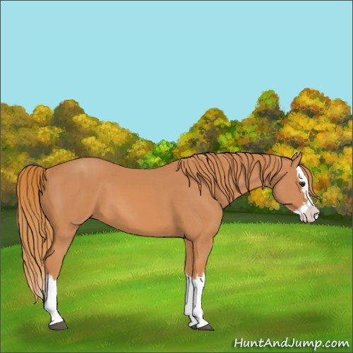 Horse Color:Chestnut Splash 