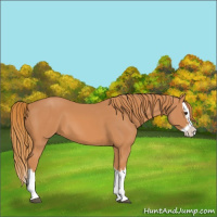 Horse Color:Chestnut Splash 
