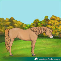 Horse Color:Chestnut Splash 
