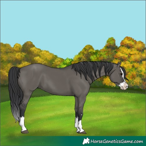 Horse Color:Grullo Splash 