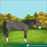 Horse Color:Grullo Splash 