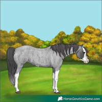 Horse Color:Blue Roan Splash Appaloosa 