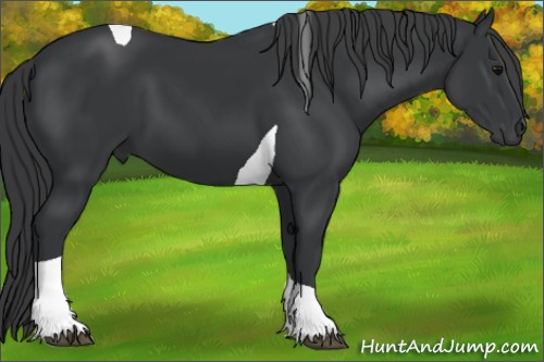Horse Color:Black Tobiano 