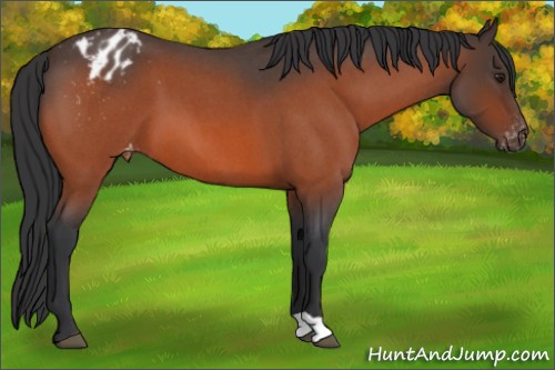 Horse Color:Brown Roan Appaloosa 