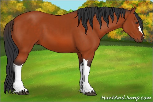 Horse Color:Brown 