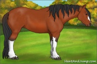 Horse Color:Brown 