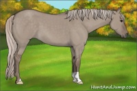 Horse Color:Silver Grullo Roan 