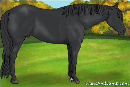 Horse Color:Black 