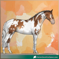 Horse Color:Gray White Spotted Silver Sable Champagne Tobiano