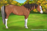 Horse Color:Bay Splash Rabicano 