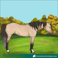 Horse Color:Bay Dun