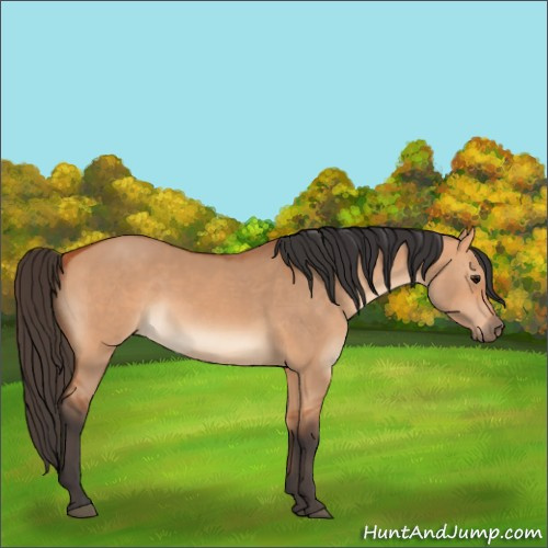Horse Color:Bay Dun Rabicano