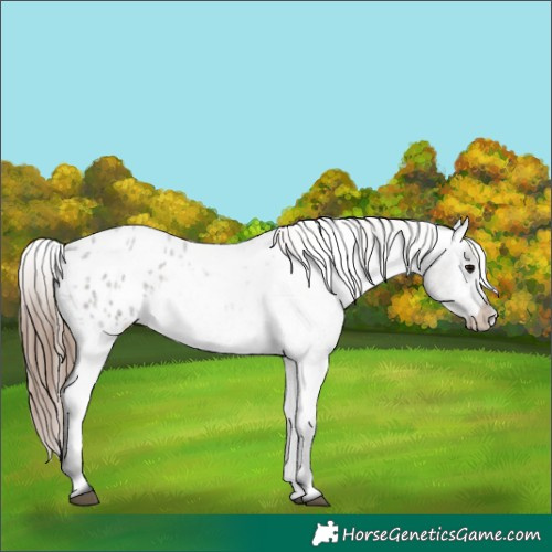 Horse Color:Grullo Roan Appaloosa 