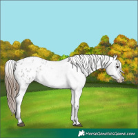 Horse Color:Grullo Roan Appaloosa