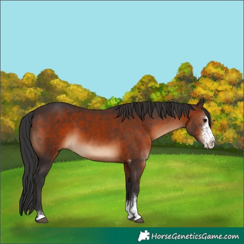 Horse Color:Brown Sabino
