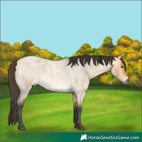 Horse Color:Buckskin Roan Dun 