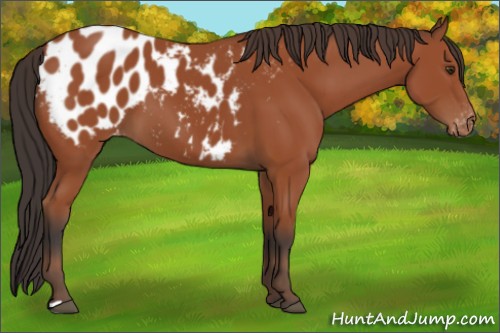 Horse Color:Bay Appaloosa 