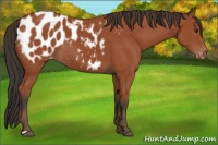 Horse Color:Bay Appaloosa 