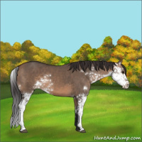 Horse Color:Brown Dun Sabino 