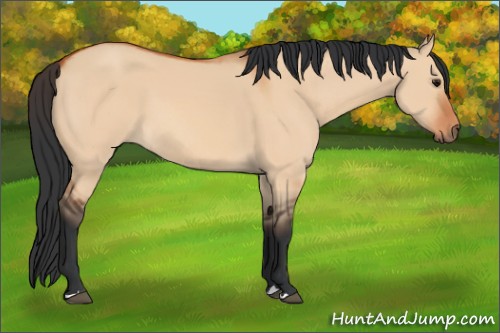 Horse Color:Bay Dun