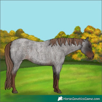 Horse Color:Liver Red Roan 