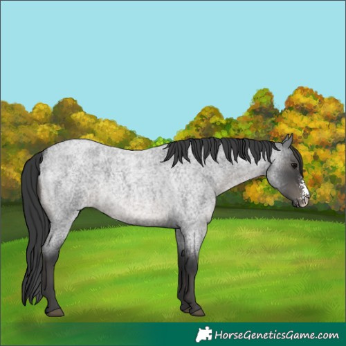 Horse Color:Blue Roan Sabino Rabicano