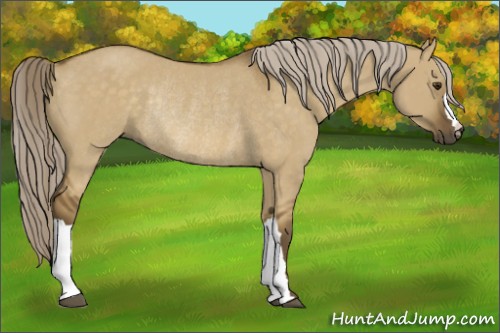 Horse Color:Chocolate Palomino Dun Rabicano 