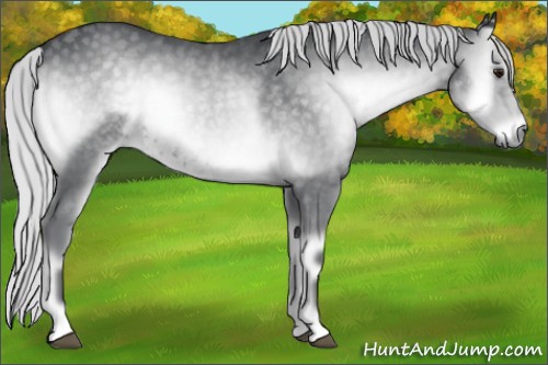 Horse Color:Silver Blue Onyx Chinchilla 