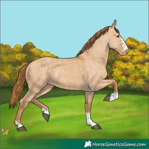Horse Color:Red Dun Varnish  and Red Dun Varnish 