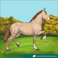 Horse Color:Red Dun Varnish and Red Dun Varnish