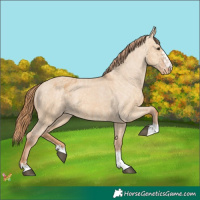 Horse Color:Red Dun Appaloosa  and Red Dun Appaloosa 