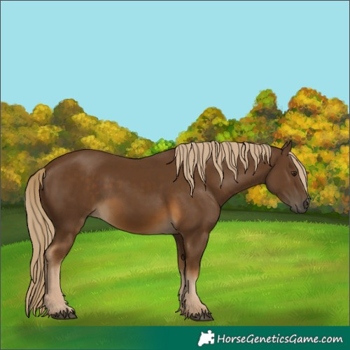 Horse Color:Chocolate Palomino