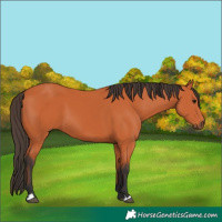 Horse Color:Bay 