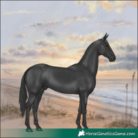 Horse Color:Black 
