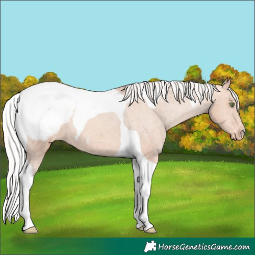 Horse Color:Silver Amber Champagne Tobiano Snowcap 